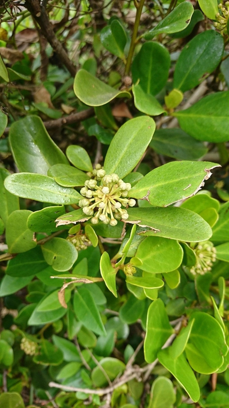 Aegiceras corniculatum photo 6