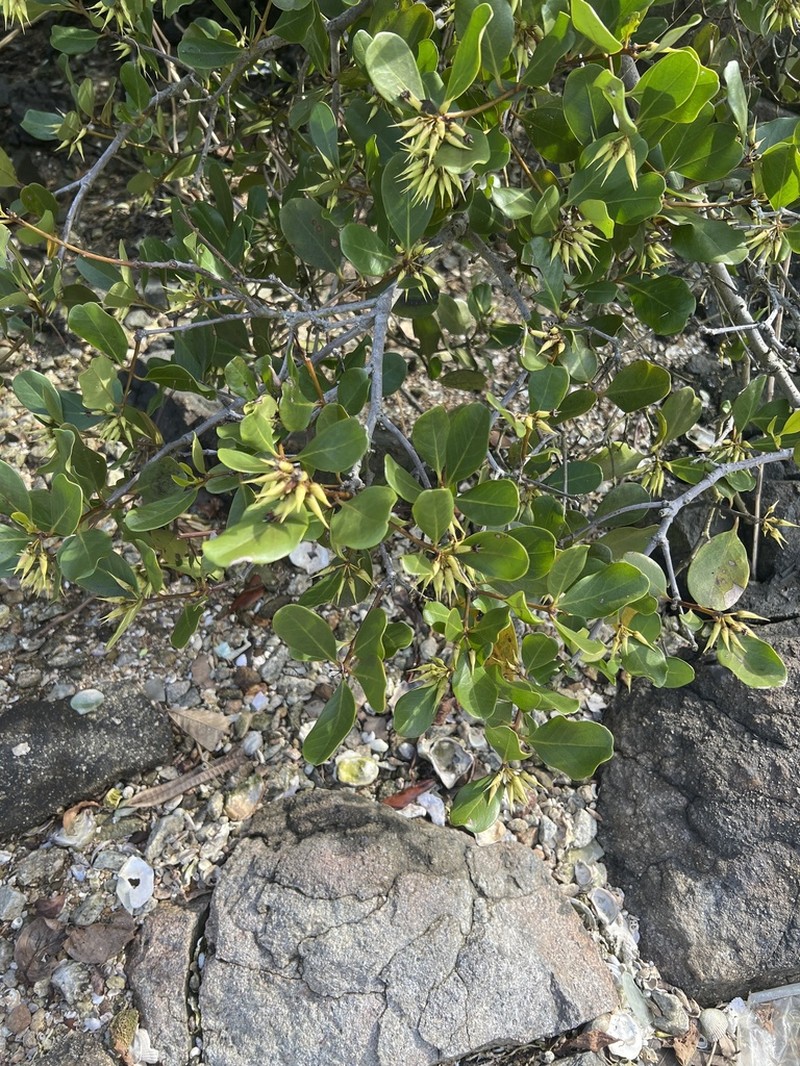 Aegiceras corniculatum photo 7