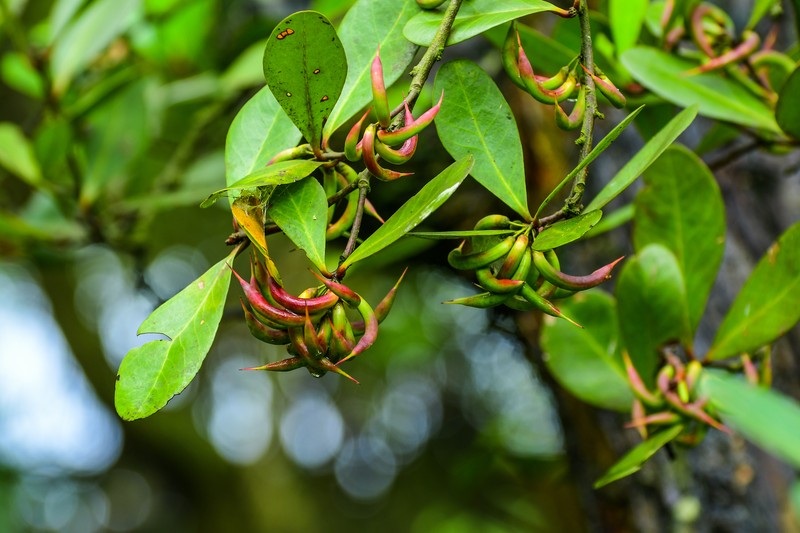 Aegiceras corniculatum photo 8