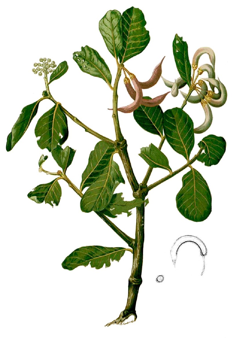 Aegiceras floridum