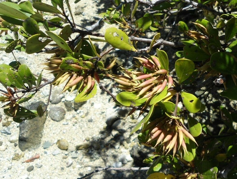 Aegiceras floridum photo 6