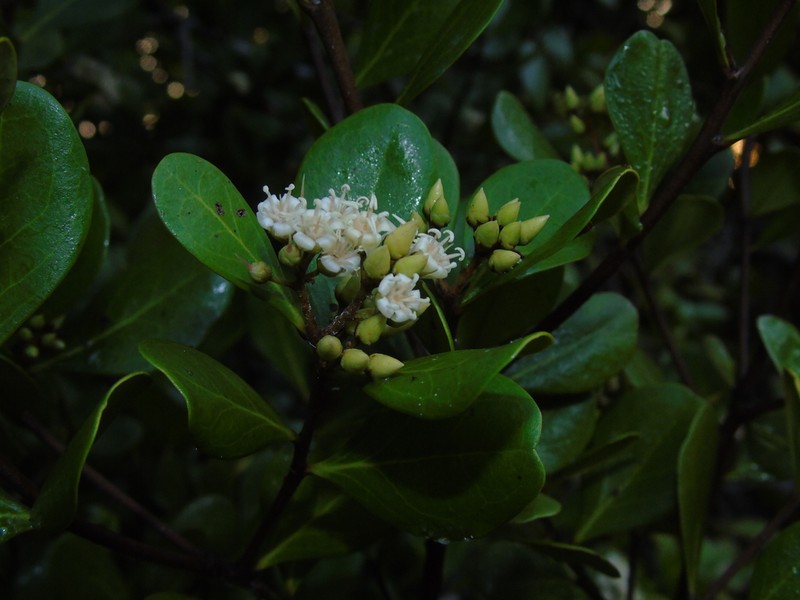 Aegiceras floridum photo 7