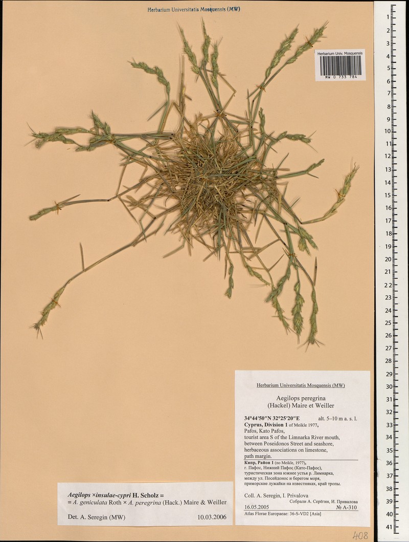 Aegilops × insulae-cypri