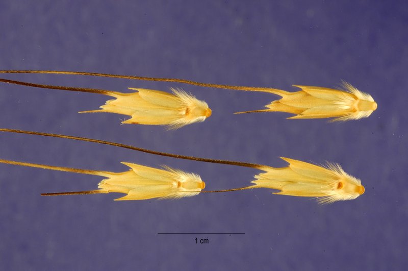 Goatgrass