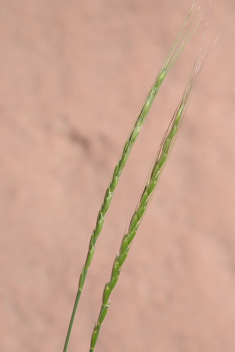 Goatgrass photo 2