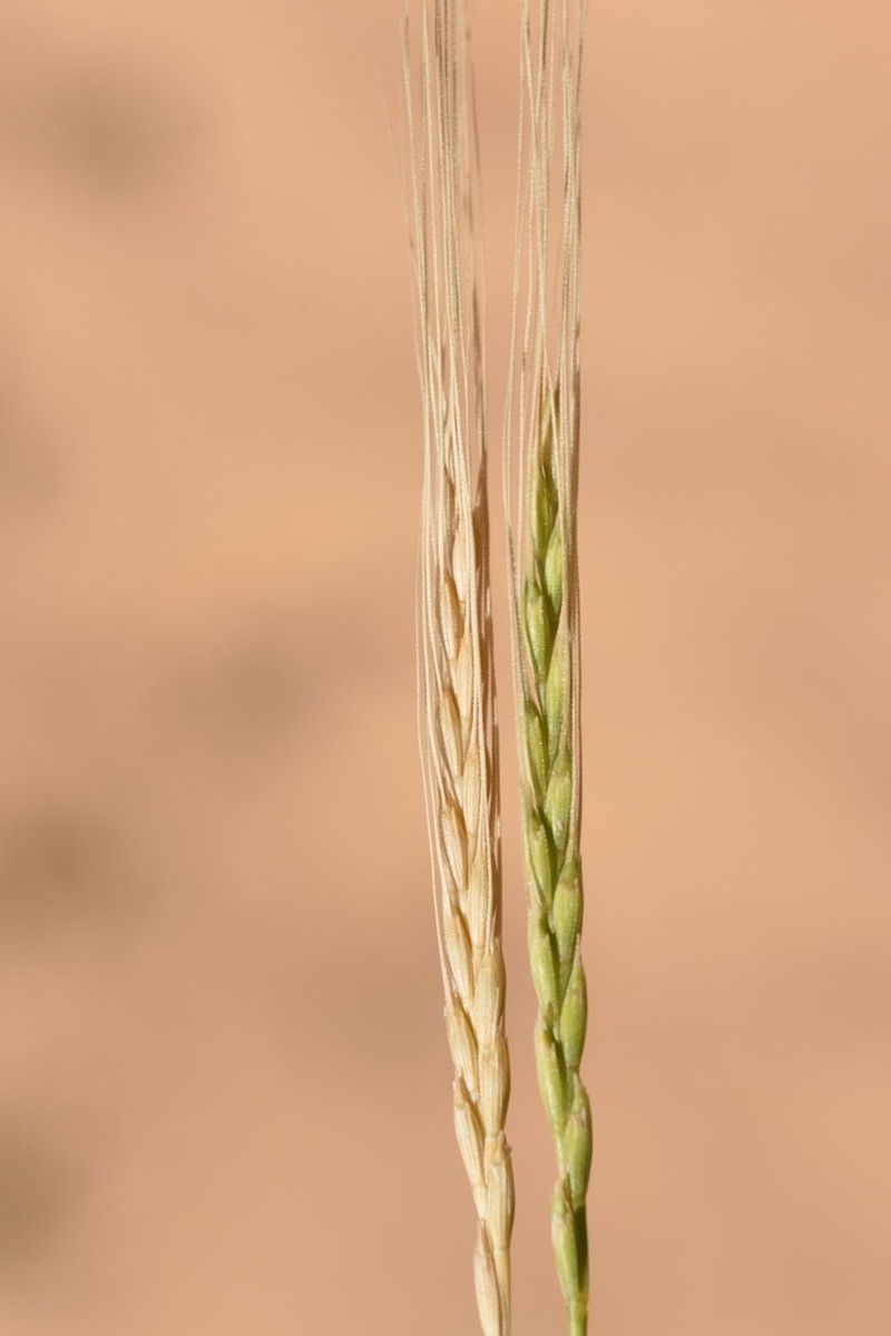 Goatgrass photo 3