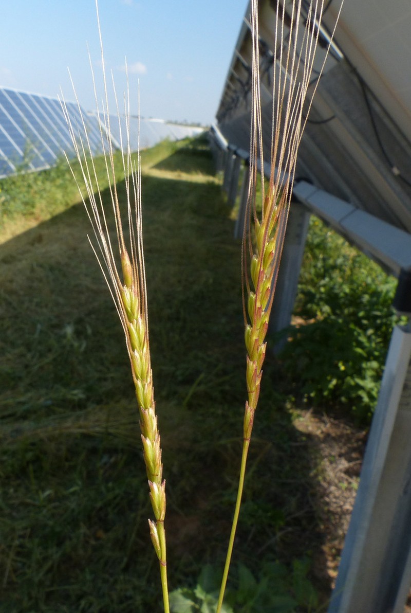 Goatgrass photo 4