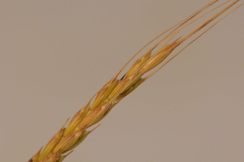 Goatgrass photo 5