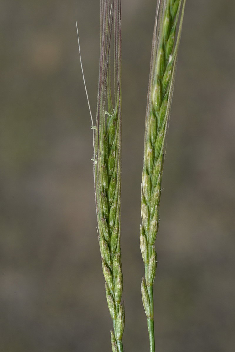 Goatgrass photo 6