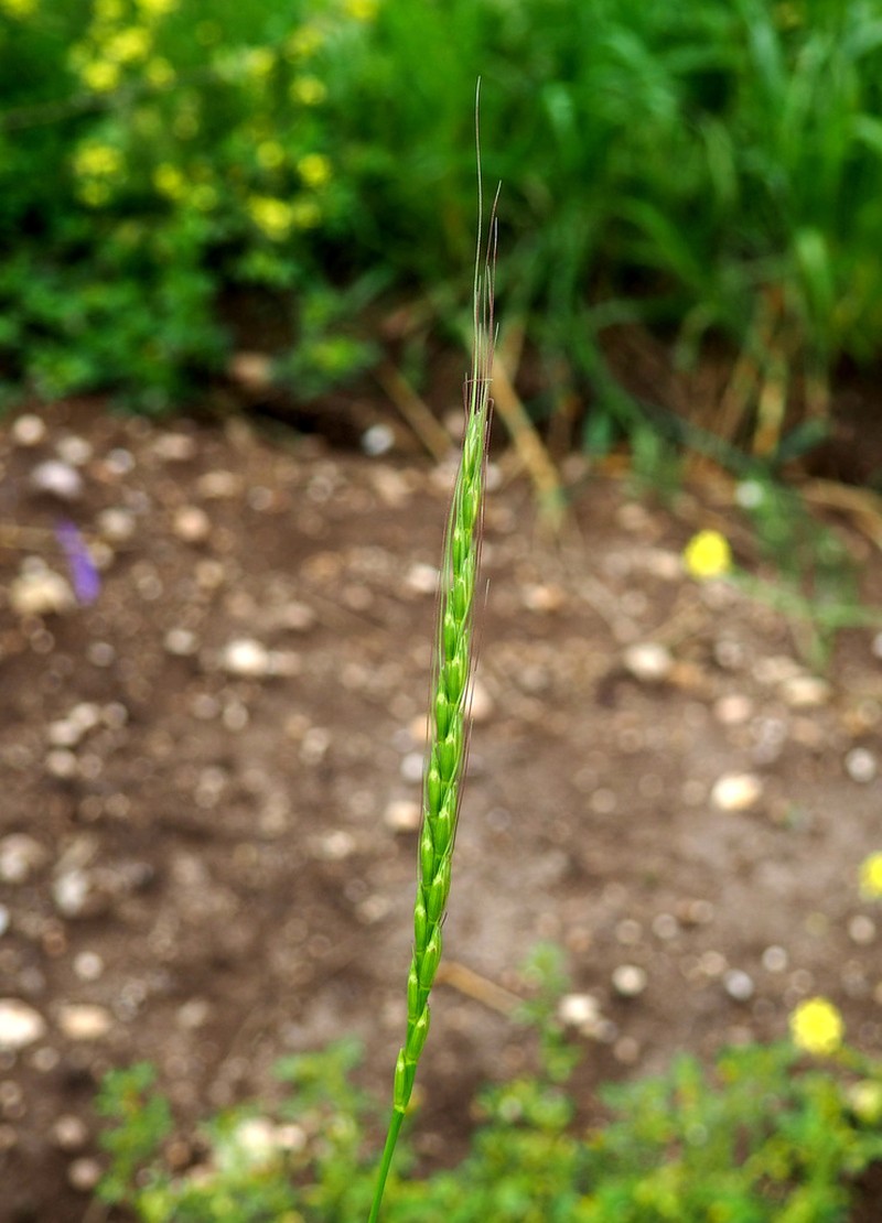 Goatgrass photo 7