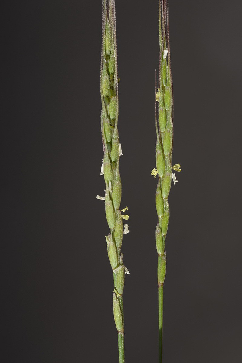Goatgrass photo 8