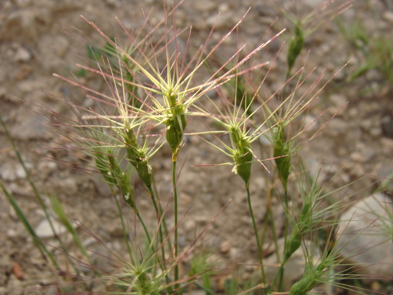 Lorent's Goatgrass