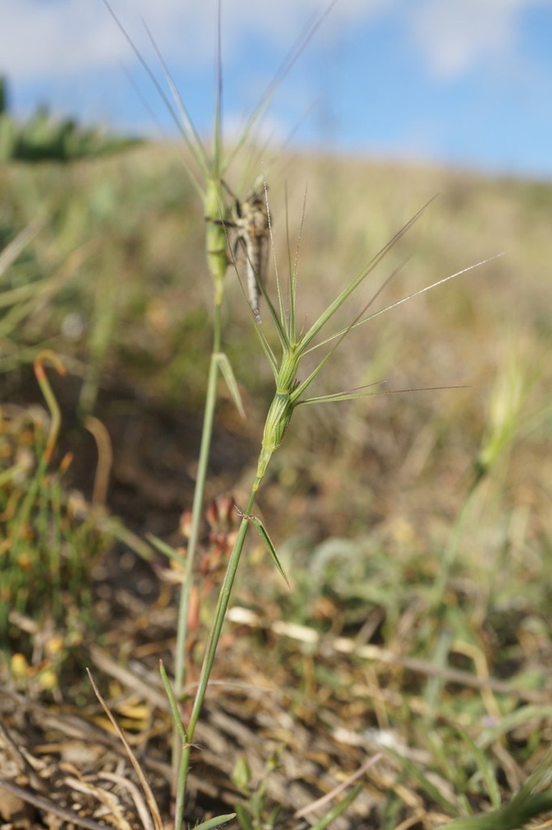 Lorent's Goatgrass photo 3