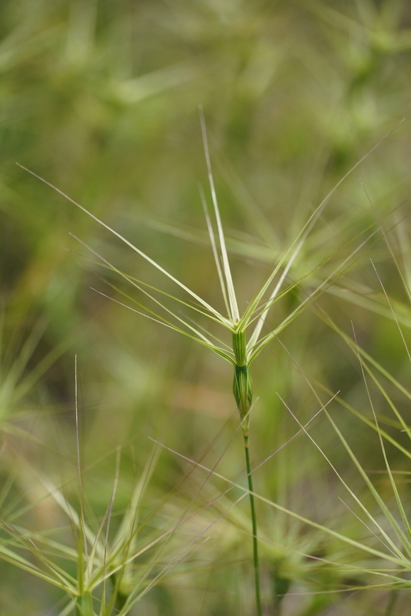 Lorent's Goatgrass photo 4