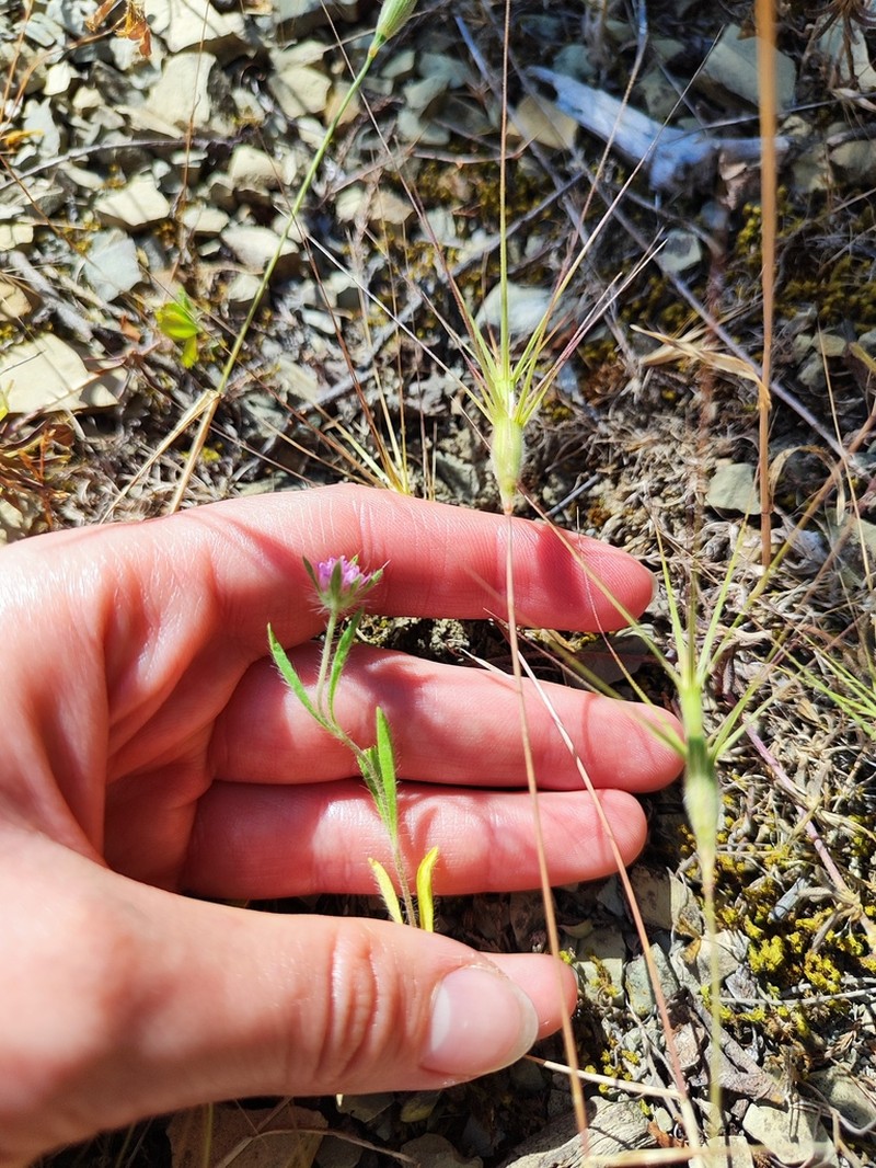 Lorent's Goatgrass photo 5