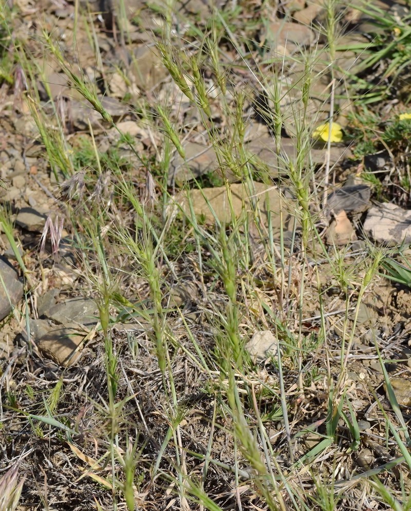 Lorent's Goatgrass photo 6
