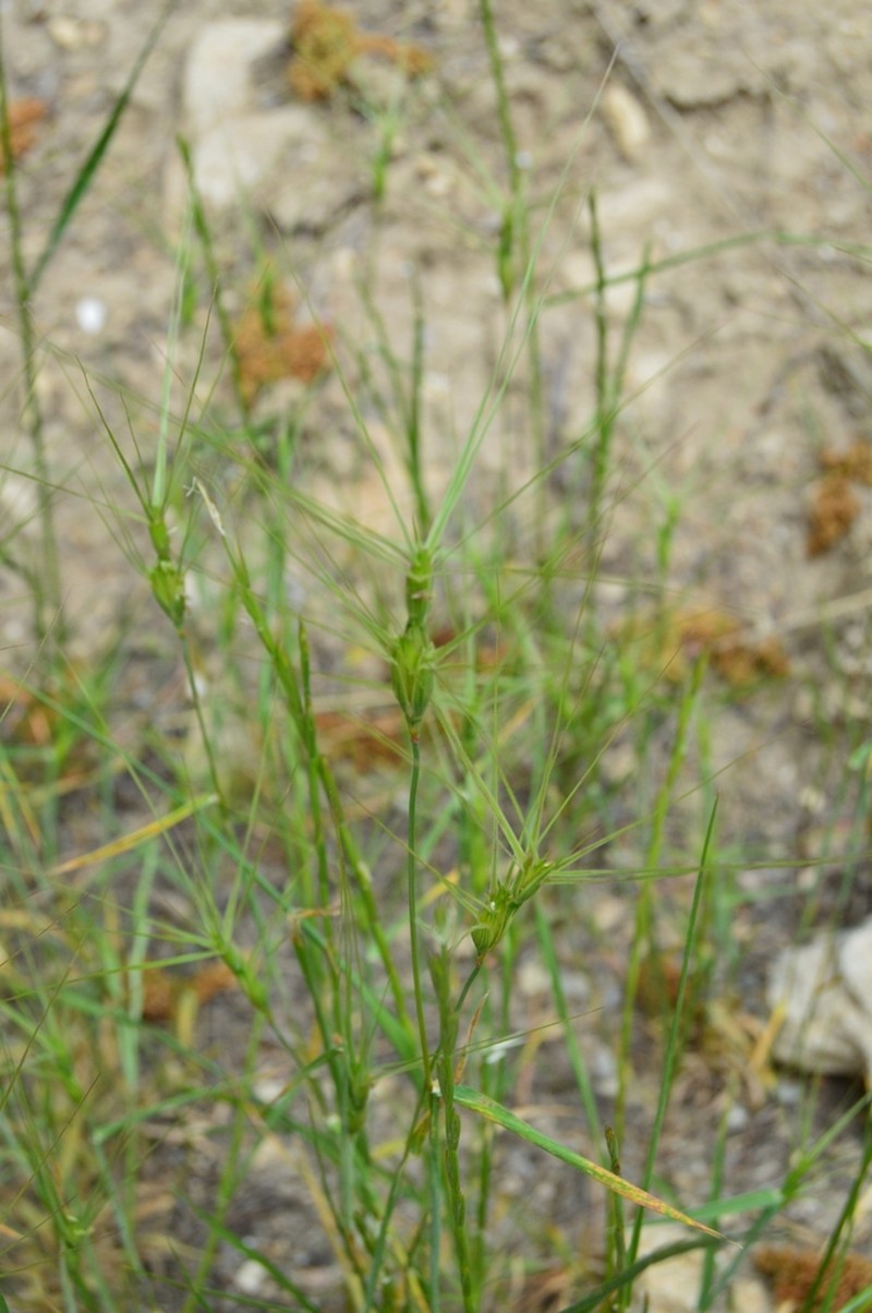 Lorent's Goatgrass photo 7