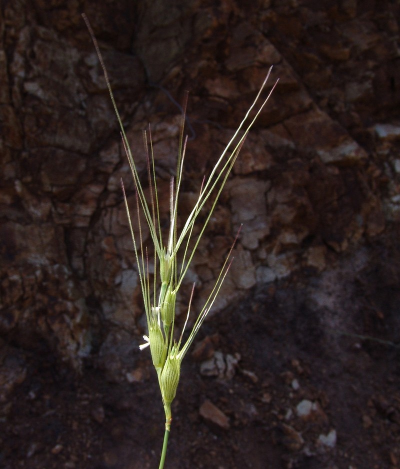 Lorent's Goatgrass photo 8