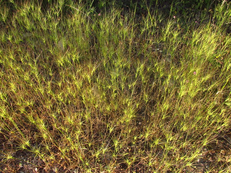 Lorent's Goatgrass photo 9
