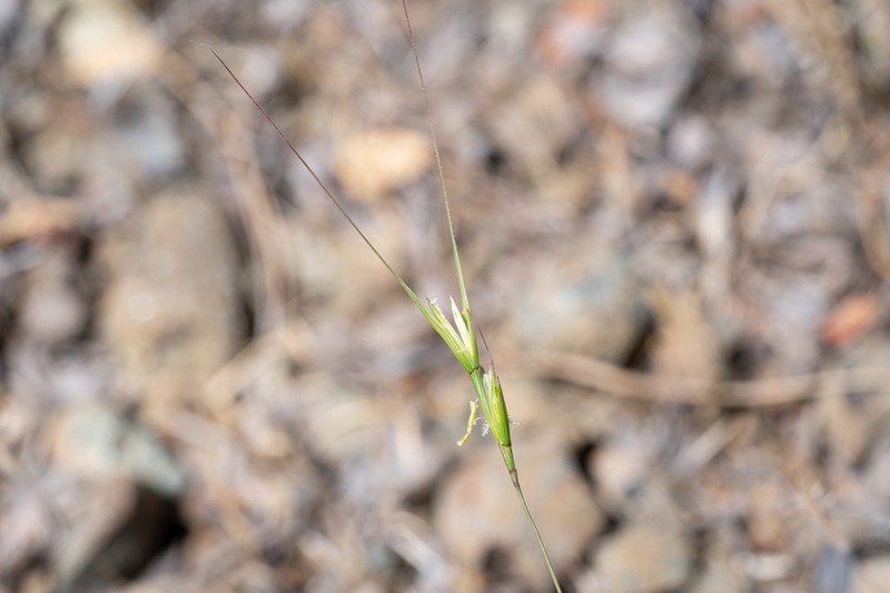 Aegilops caudata