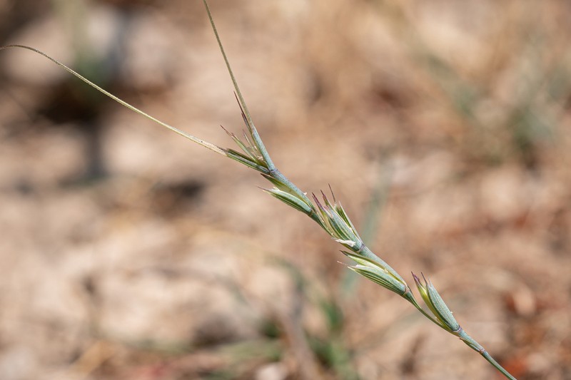 Aegilops caudata photo 2