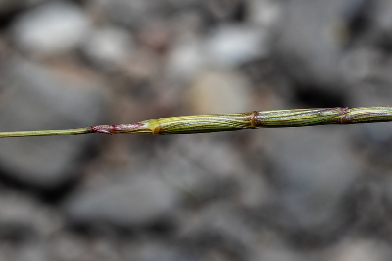 Aegilops caudata photo 3