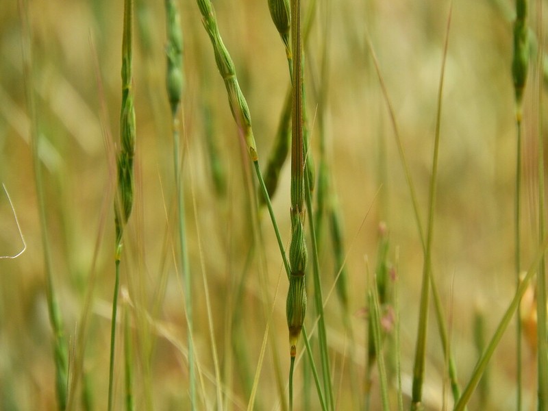 Aegilops caudata photo 4