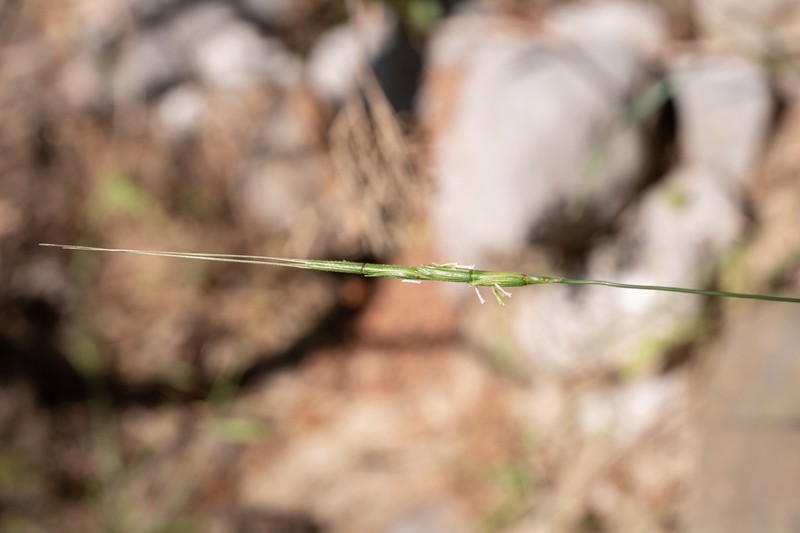Aegilops caudata photo 5