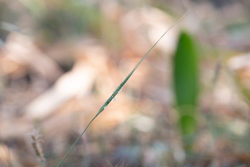 Aegilops caudata photo 6