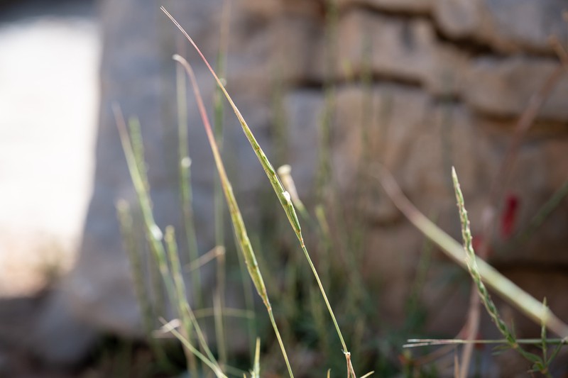Aegilops caudata photo 7