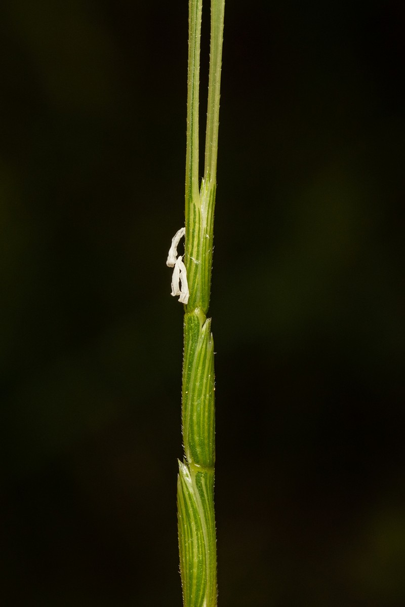 Aegilops caudata photo 8