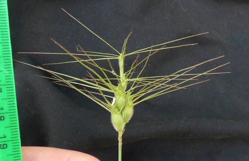 Aegilops columnaris photo 2