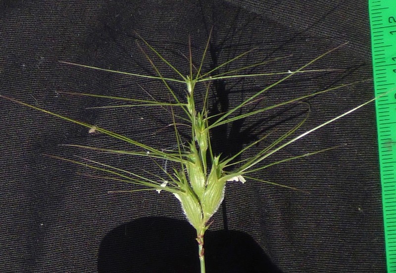Aegilops columnaris photo 4