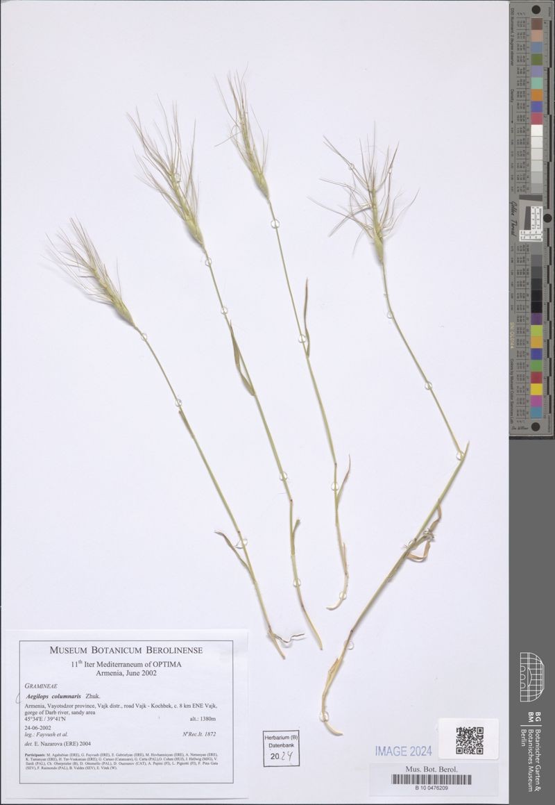 Aegilops columnaris photo 5