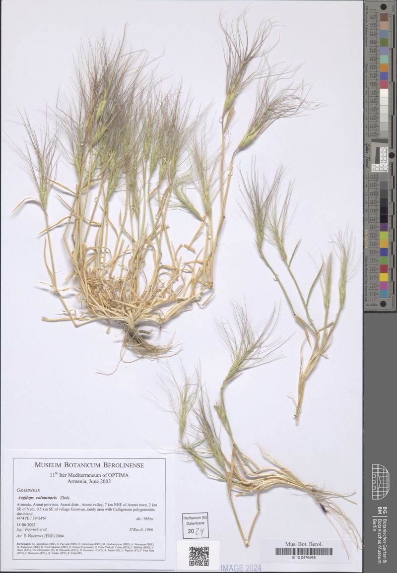 Aegilops columnaris photo 6