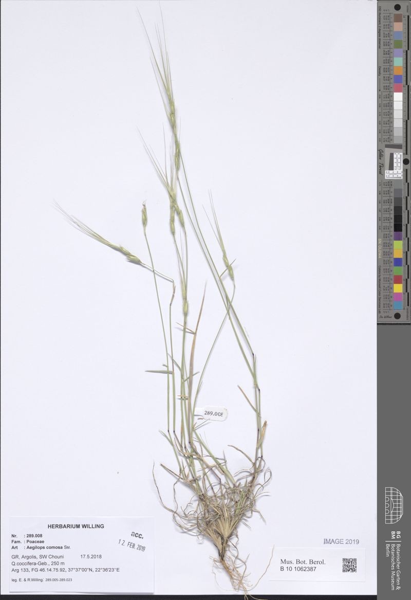 Goatgrass