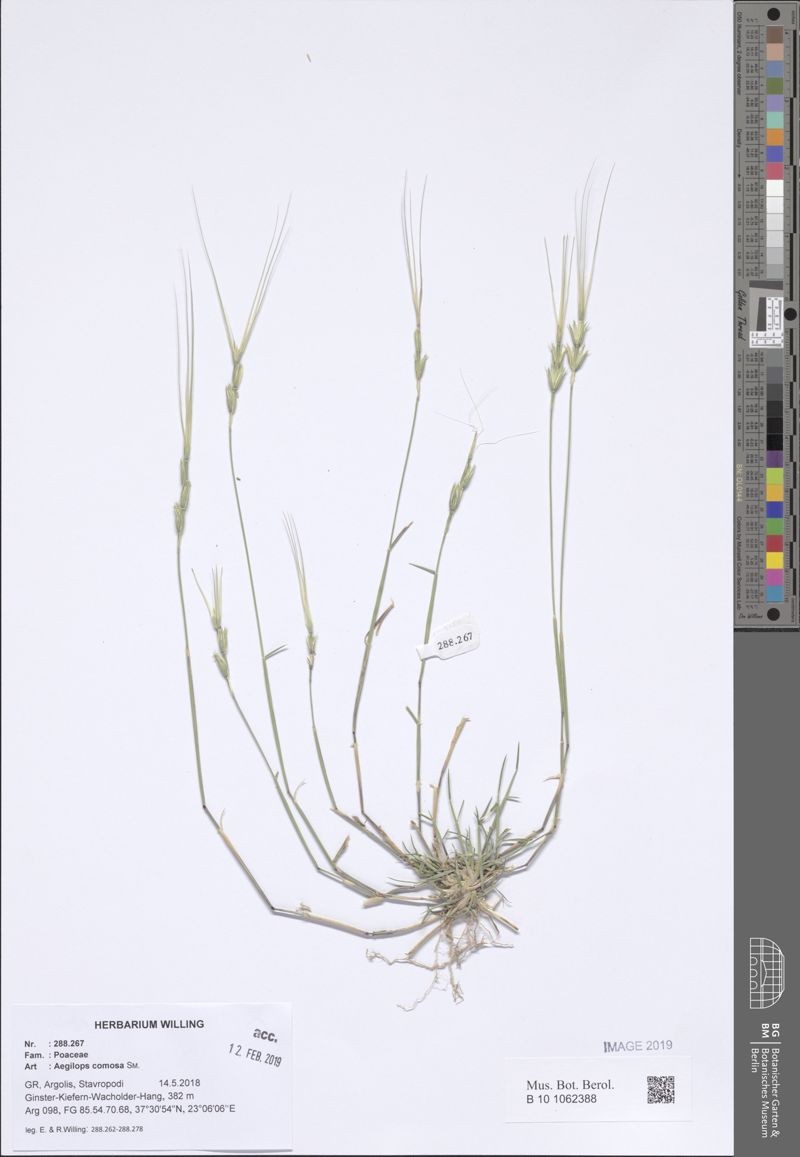 Goatgrass photo 2