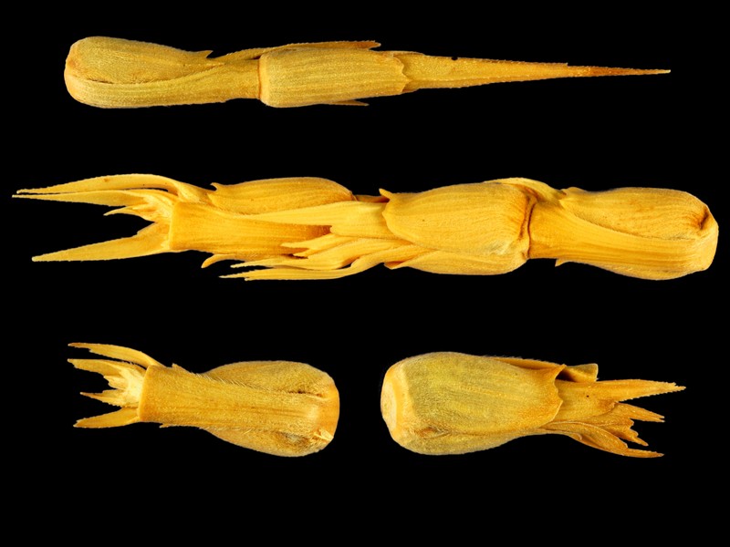 Persian Goatgrass