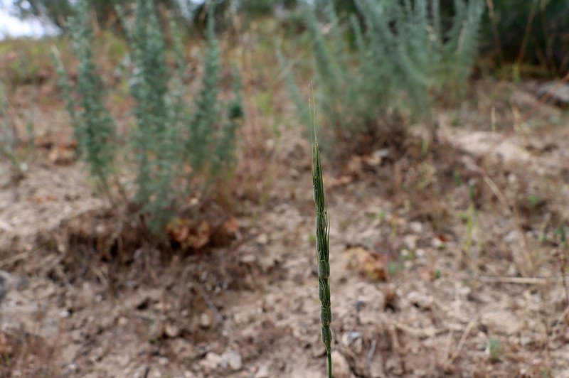 Persian Goatgrass photo 2
