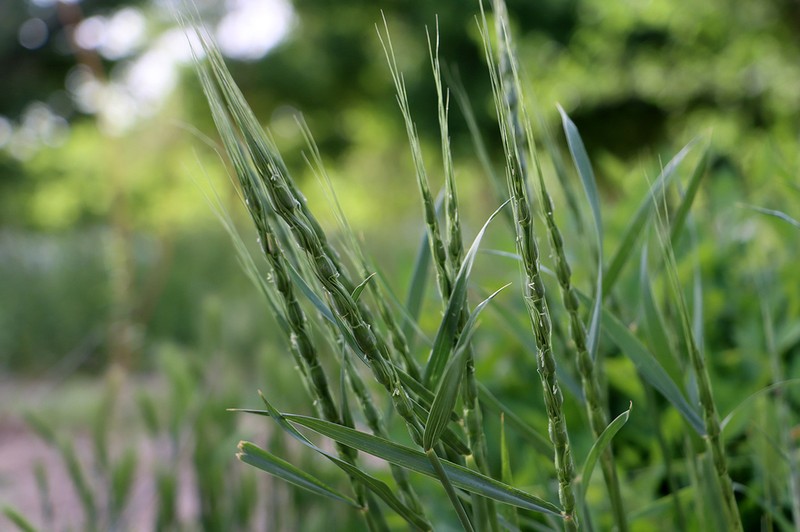 Persian Goatgrass photo 4