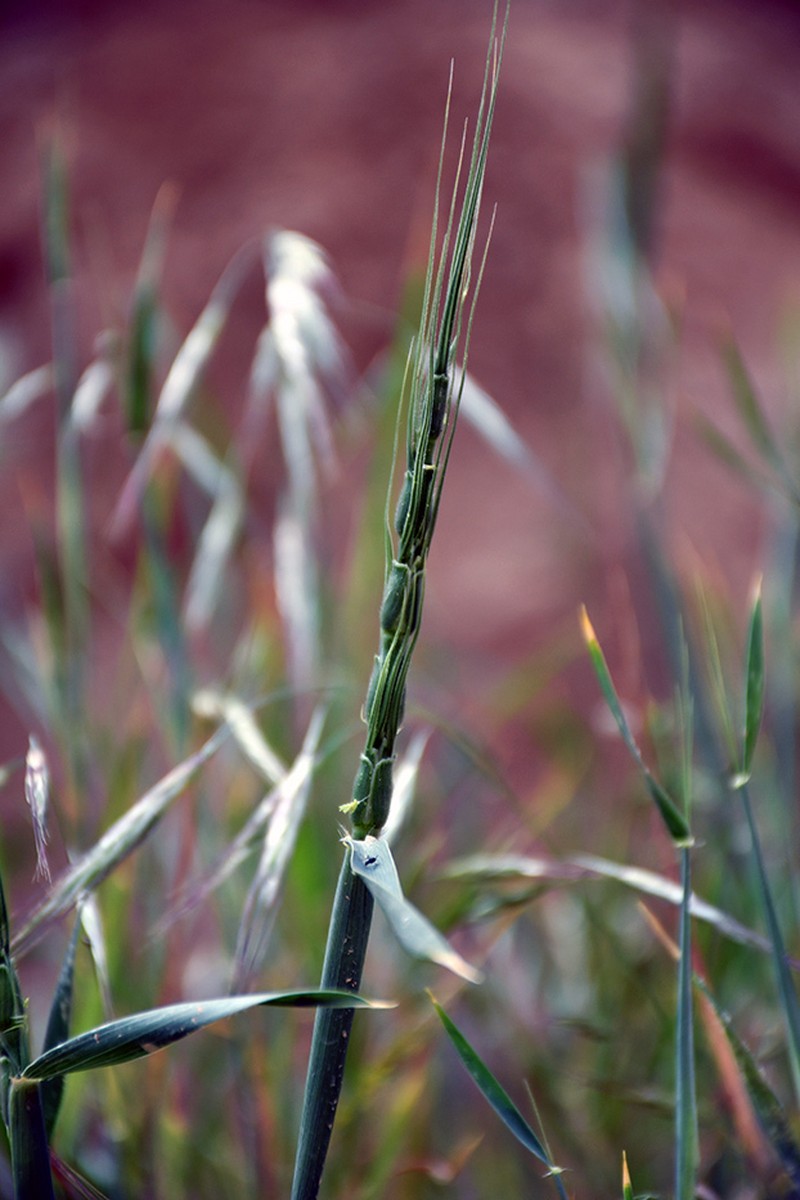 Persian Goatgrass photo 7