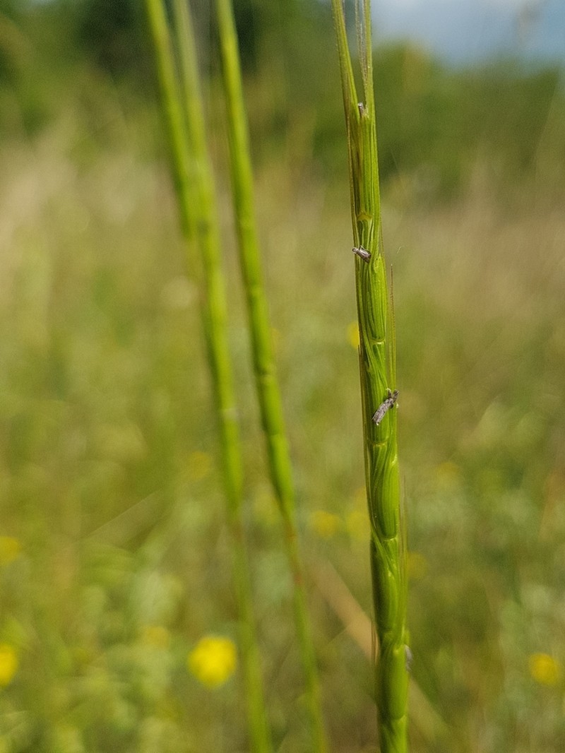 Jointed Goatgrass photo 2