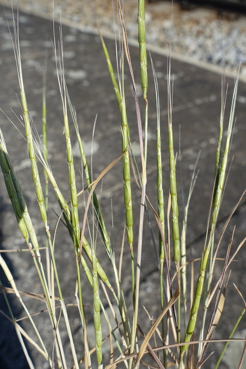 Jointed Goatgrass photo 3