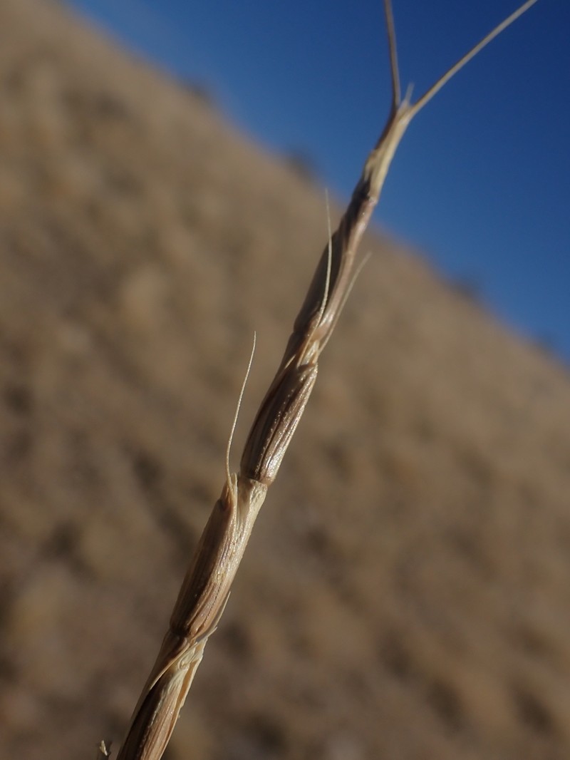 Jointed Goatgrass photo 4