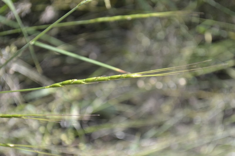 Jointed Goatgrass photo 5