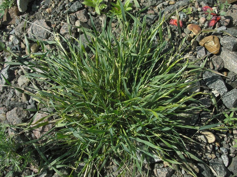Jointed Goatgrass photo 6