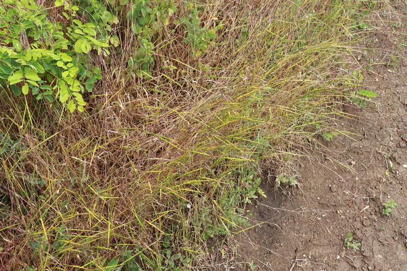Jointed Goatgrass photo 7