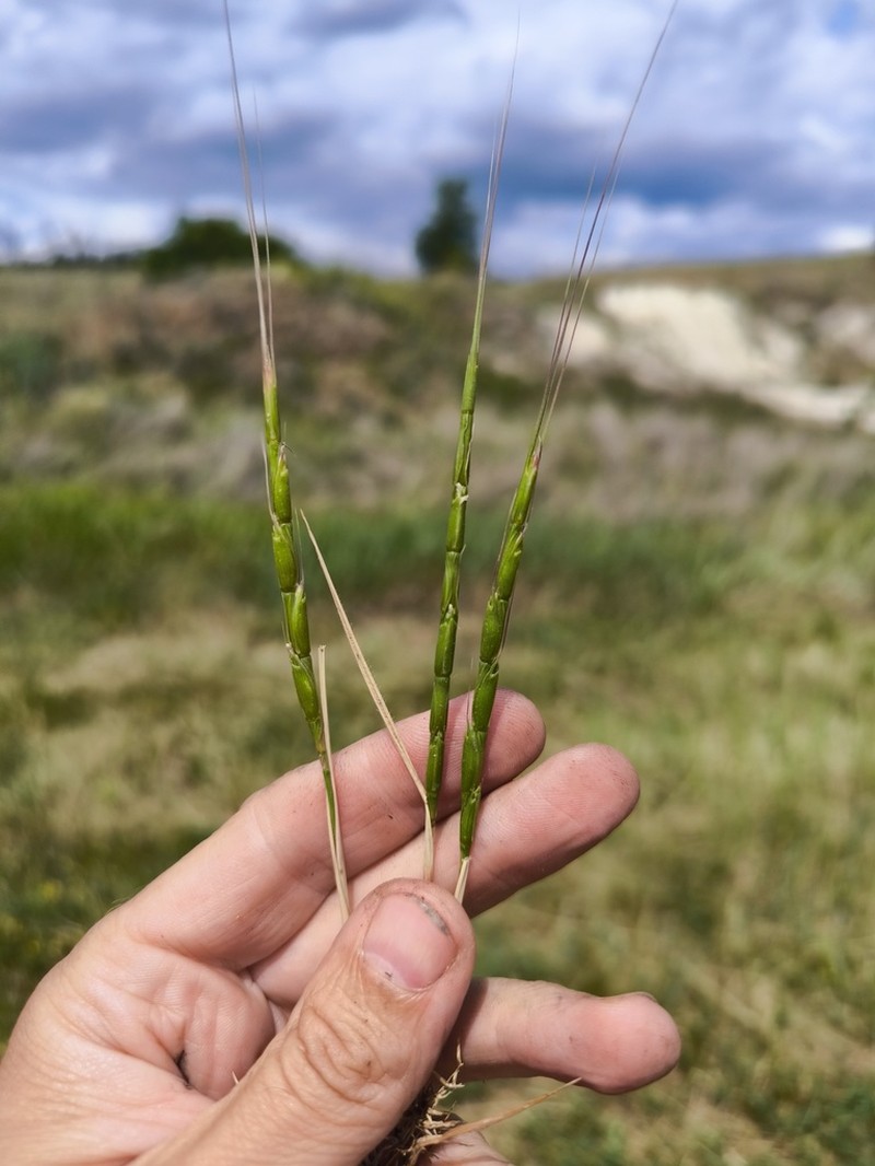 Jointed Goatgrass photo 8