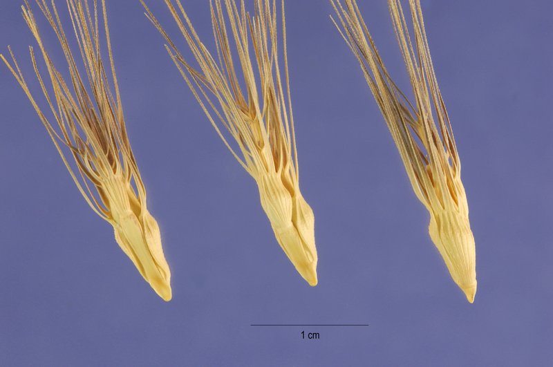 Ovate Goatgrass photo 2