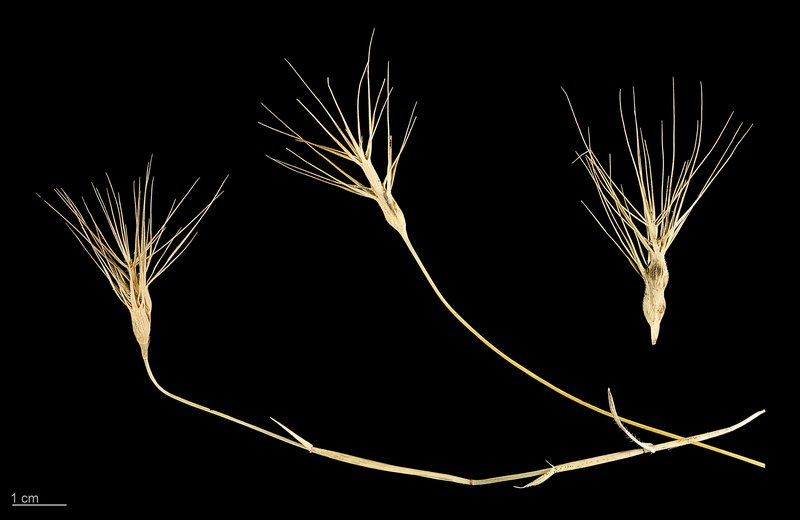 Ovate Goatgrass photo 3